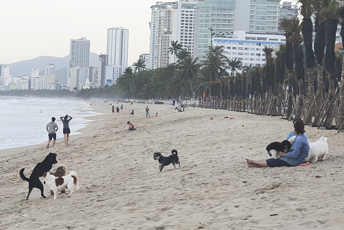 Chó thả rông trên bãi biển.