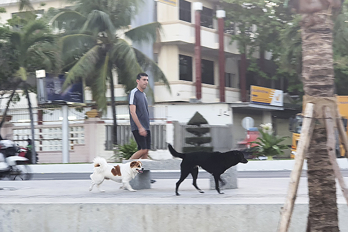 Chó thả rông trên công viên đường Trần Phú.